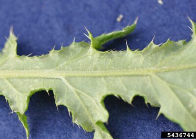 close up of the back of a canada thistle leaf, showing tiny wolly hairs barely visible along the central leaf rib