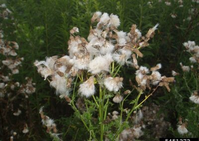 canada thistle dead leaves emerge from a green living stem with sparse spiked leaves