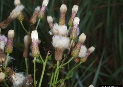 image of several canada thistle seedheads branching from a single plant
