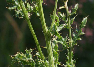 closeup of canada thistle plant with branching urn-shaped flowers and spiked leaves all along