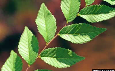 Siberian Elm