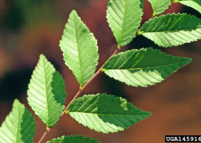 Siberian Elm
