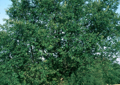 20-30ft tall elm planted over a bench along a sidewalk