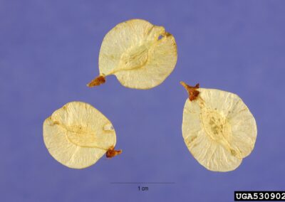 Specimen view of Siberian elm seeds, showing flat round shape, yellow to light green color, and brown tip, papery texture