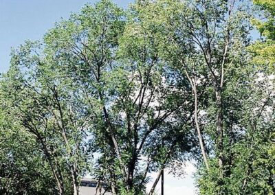 A group of tall deciduous trees with green foliage stands on a well-maintained grassy lawn. Behind them, a beige building with multiple windows is visible, along with a row of parked vehicles including cars and trucks. The sky is mostly clear with a few scattered clouds, and the setting appears to be in an urban or suburban area, possibly near a commercial or residential structure. The scene combines natural and built elements, with the trees providing shade and visual contrast against the architecture.