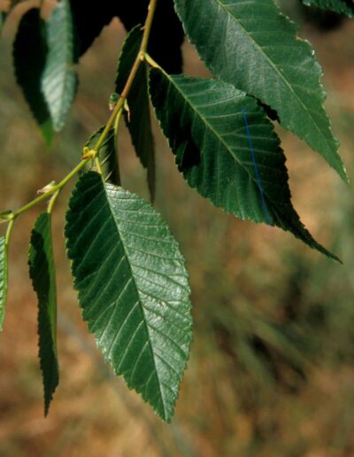 Close up of Siberian elm leaves