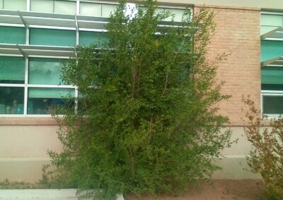 Siberian elm growing as a tall bush next to school or office building