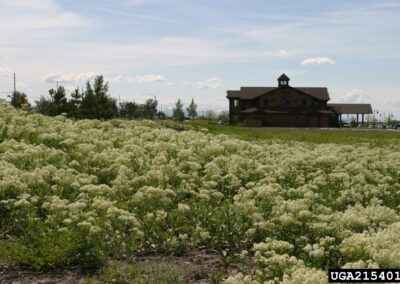 A field is densely covered with white-flowered plants growing in an open area near a large wooden building. The plants dominate the foreground, forming a continuous layer of vegetation. In the background, the building—resembling a lodge or large house—is situated near a road with visible streetlights and parked vehicles. The sky is partly cloudy, with patches of blue and white suggesting a clear day. The setting blends natural and developed elements, with the vegetation appearing unmanaged and possibly widespread.