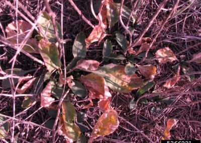A patch of ground is shown with several broadleaf plants growing among dry, sparse grass. The leaves exhibit signs of damage or stress, including discoloration ranging from green to yellow and brown, and some appear wilted or necrotic. The surrounding area includes bare soil and scattered organic debris, suggesting environmental strain or disturbance.