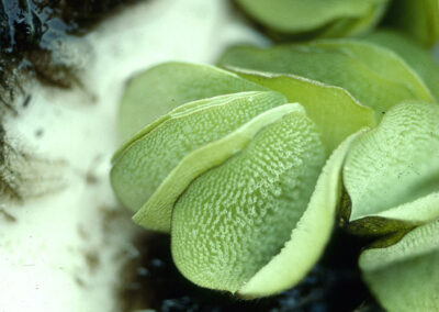 A floating aquatic plant with oval, textured green leaves spreads across the water’s surface. The leaves are arranged in pairs, slightly cupped and covered with fine hairs, giving them a velvety appearance. Surrounding the plant is dark organic matter, hinting at a nutrient-rich environment. The close-up view emphasizes the plant’s compact form and surface detail.