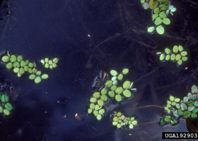 Clusters of small, oval-shaped green leaves float across a dark water surface, forming scattered patches of vegetation. The leaves are arranged in pairs or tight groups, their bright color standing out against the muted background. The scene highlights the quiet spread of aquatic plants in a calm, natural setting.