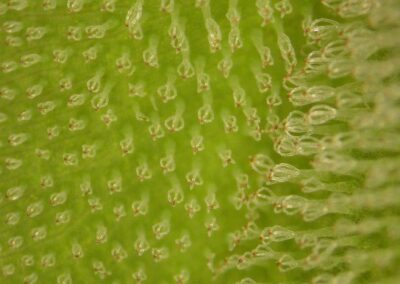 A close-up view reveals a green plant surface densely covered with translucent, glandular trichomes. Each hair-like structure ends in a bulbous tip, arranged in a somewhat uniform pattern across the leaf or stem. The texture is fine and intricate, suggesting a role in secretion or defense, and the image highlights the microscopic complexity of plant anatomy.
