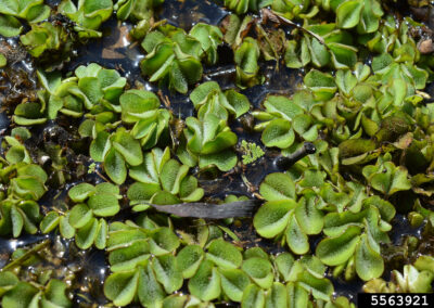 Giant Salvinia