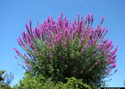 Purple Loosestrife