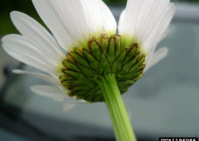 The image presents a close-up view of the underside of a white flower, showing the green stem and the base of the petals. Sepals and the receptacle are clearly visible, with a mix of green and brown tones that highlight the structural support beneath the bloom. The background is softly blurred, suggesting an outdoor setting with reflective surfaces, possibly urban. The perspective emphasizes the flower’s anatomical features from below, offering a detailed look at its supportive structures.