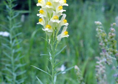 A close-up view shows a flowering plant with a tall, slender green stem and narrow, lance-shaped leaves arranged alternately. At the top of the stem, tubular yellow flowers with pale upper portions and a pronounced lower lip are clustered together. The background consists of softly blurred green vegetation, suggesting a natural or unmanaged setting. The image emphasizes the vertical growth habit and distinctive floral structure of the plant.