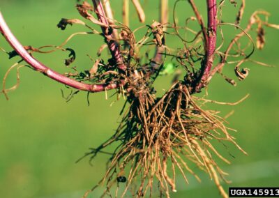 The image shows the lower portion of a plant, including its roots and basal stems, resting on a flat surface. The roots appear shriveled and discolored, with irregular texture and signs of decay. The stems are thin and show stress-related features such as discoloration and reduced vigor. The overall condition suggests damage or disease, with the plant exhibiting poor structural integrity and compromised health. The background is neutral, allowing clear visibility of the plant’s deteriorated root system.