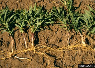 A series of leafy green plants are shown growing in dry, cracked soil, connected by an exposed underground root system. The roots stretch laterally between individual plants, forming a visible network beneath the surface. Each plant has upright stems and narrow leaves, with the foliage emerging at intervals along the root line. The soil appears compacted and arid, emphasizing the plants’ adaptation to challenging conditions. The image highlights vegetative propagation, where new growth arises from shared roots, illustrating a strategy for resilience and resource distribution in a harsh environment.