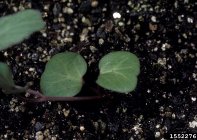 A close-up view shows a young seedling emerging from soil. The plant has two green cotyledon leaves and a slender reddish stem. The surrounding soil contains organic material and small reflective particles, likely part of a potting mix designed to enhance aeration and drainage.