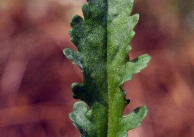 A single green leaf is shown in close-up against a softly blurred background of brown and green tones, suggesting dried vegetation and soil. The leaf has a lobed shape with slightly serrated edges and a rough surface texture. A central vein runs vertically through the leaf, with smaller veins branching outward. The image emphasizes the leaf’s margin, venation, and surface detail in a natural outdoor setting.