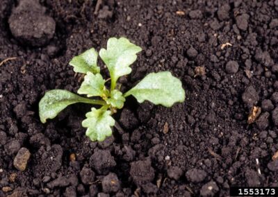 A small seedling is shown emerging from dark, moist soil. The plant has several broad leaves with a slightly lobed shape and a smooth, waxy surface. The soil appears rich and granular, with visible organic matter that suggests good aeration and moisture retention. The seedling’s compact form and healthy coloration indicate early growth in a supportive environment. The image emphasizes the contrast between the delicate foliage and the textured soil.
