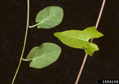A close-up view shows three green leaves attached to thin stems, set against a black background. The two leaves on the left are rounded with smooth edges, while the leaf on the right is more elongated and displays a lobed structure. The stems are slender, with the one on the right showing a reddish tint.