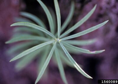 A young seedling is shown in close-up, with slender, needle-like leaves radiating outward in a starburst pattern from a central point. The leaves are evenly spaced and slightly curved, giving the plant a symmetrical and airy appearance. The background is softly blurred, composed of muted natural tones that enhance the visibility of the seedling’s structure. The image emphasizes the early growth stage and the distinctive leaf arrangement of the plant.