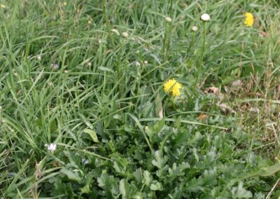 A patch of grass hosts several flowering plants, with two tall white blooms featuring yellow centers rising above a dense cluster of green basal leaves. The foliage below forms a rosette pattern, while a bright yellow flower is visible nearby, adding contrast to the scene. The surrounding grass is uneven and interspersed with various textures, suggesting a natural, unmanaged field setting. The image emphasizes the vertical growth of the flowers and the compact leaf arrangement at ground level.