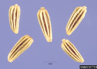 Five seeds are arranged on a light purple background, each displaying an elongated, slightly curved shape with distinct longitudinal ridges. The surface coloration includes light brown tones with darker stripes accentuating the ridged texture. Their compact form and consistent structure suggest adaptation for dispersal and germination.