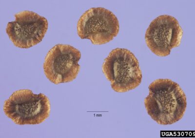 Seven small seeds are arranged on a light purple background, each with a disc-like shape and textured surface. The edges are uneven and slightly rough, while the central area appears raised and granular. Their compact form and consistent structure suggest adaptation for dispersal. The neutral background enhances visibility of the seeds’ fine morphological details.