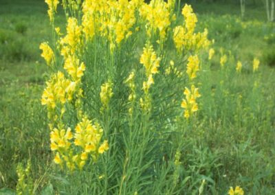 A tall, bushy plant is growing in an open grassy area, bearing numerous bright yellow flowers clustered densely at the tops of slender green stems. The leaves are narrow and arranged along the upright stems, giving the plant a vertical, spiked appearance. In the background, a forested area with mixed tree types provides a natural frame, contrasting with the vivid color of the flowers. The plant appears well-established in the meadow, thriving in full sunlight and open conditions.