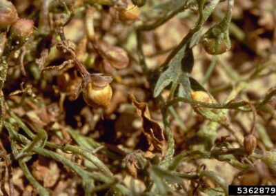 A close-up view shows a plant with multiple green leaves and several fruiting bodies exhibiting signs of damage. The fruits appear shriveled, discolored, and partially decayed. The stems are thin and upright, and the leaves show browning and wilting. The plant is situated in a maintained setting.