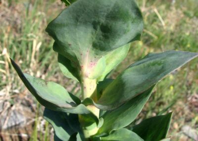 A close-up view shows a plant stem with broad green leaves that clasp the stem and are arranged alternately. The leaf surfaces appear smooth and waxy, with some reddish or purplish discoloration near the base. The background includes grassy vegetation and a blurred landscape, indicating an unmanaged outdoor setting. The image emphasizes the leaf attachment, shape, and stem characteristics without suggesting any aesthetic or evaluative qualities.