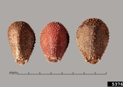 Three magnified seeds are displayed against a plain gray background. Each seed has a rough, textured surface and varies slightly in shape and coloration—one appears more reddish while the others are brown. A scale is visible beneath the seeds.
