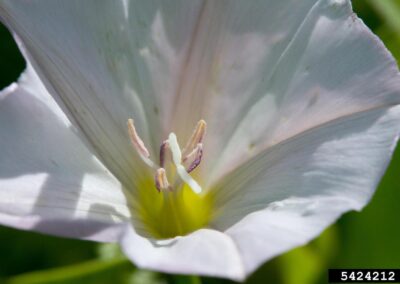 A close-up view shows a white flower with a trumpet-like shape and slightly pinkish tones near the edges. The petals are smooth and gently curved, forming a wide opening. At the center, slender reproductive structures are visible, including filaments with purple-tipped anthers and a central style. The flower is attached to a green stem with narrow leaves, and the background is blurred with green foliage.