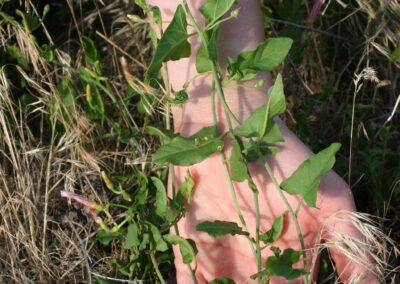 A close-up view shows a hand holding a green plant with elongated, triangular leaves and a slender stem. The leaves display smooth edges and a slightly glossy surface. The plant is growing among dry grass and other low vegetation in an unmanaged outdoor setting. The hand is gently supporting the stem, possibly for examination.