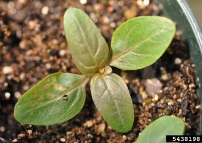 A young seedling is growing in soil near the edge of a green container. It has several green leaves, some of which show signs of damage such as brown spots and discoloration. The soil is a mix of organic material and small pebbles.