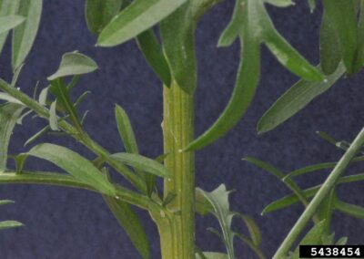 A vertically oriented green stem is shown in close-up against a solid dark blue background. The stem has a faintly ribbed surface and bears lanceolate leaves that are narrow and tapering, arranged alternately along its length. The contrast between the plant and the background enhances visibility of the leaf shape and stem texture.