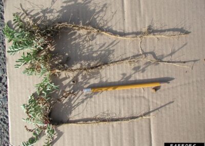 Three uprooted plants are arranged on a flat cardboard surface, with a pencil nearby for scale. Each plant displays elongated taproots and finely divided, fern-like green foliage. The leaves are soft in texture and arranged in a feathery pattern, while the roots extend prominently beneath. The neutral background helps emphasize the contrast between the above-ground and below-ground structures.