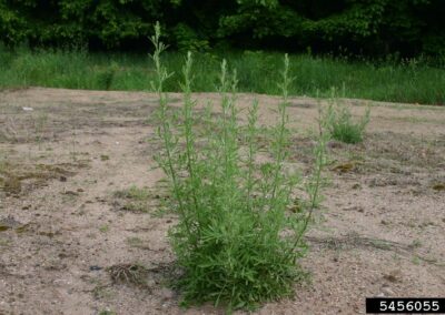 A single green plant stands upright in a sandy, sparsely vegetated area. Multiple vertical stems rise from the base, each lined with narrow, elongated leaves that alternate along the stem. The surrounding ground is mostly bare, with patches of grass visible in the distance and a line of trees marking the background. The plant appears well-adapted to the dry, disturbed soil.