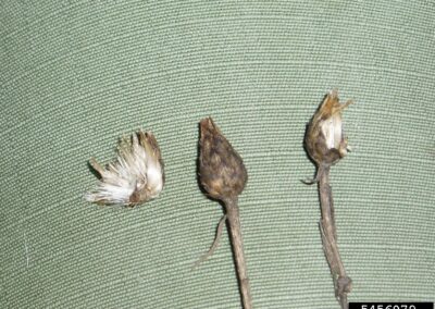 Three dried seed heads rest on a textured green fabric surface. Each head displays a compact, brown structure with varying degrees of seed dispersal. The leftmost head shows partially released seeds attached to fine, white pappus hairs, which aid in wind transport. The central and right heads remain more intact, though the right one reveals emerging feathery structures. The arrangement highlights different stages of seed release and the specialized morphology that supports dispersal.
