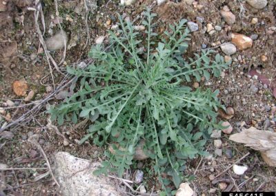 A low-growing plant forms a rosette pattern at ground level, with deeply lobed leaves radiating outward from a central point. The leaves are broad and irregularly shaped, with pronounced indentations along the margins. The surrounding surface is composed of coarse soil, small rocks, and scattered dried plant debris, creating a rough and uneven texture around the foliage. The plant appears well-established within this rocky terrain.