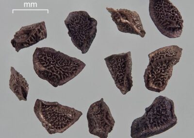 A collection of small seeds is displayed against a light background, each with a dark brown to black coloration and a rough, irregular surface texture. The seeds vary slightly in shape, with wrinkled or net-like patterns that give them a rugged appearance. A scale in the corner indicates their small size, enhancing the focus on their fine structural details.