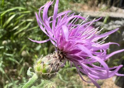 A close-up view captures a purple flower with long, narrow petals that radiate outward in a spiky formation. The base of the bloom is green and covered in fine hairs and overlapping bracts. The background includes grassy vegetation and blurred elements such as a fence and dry ground, which help the flower stand out sharply in both color and texture. The image emphasizes the intricate structure of the bloom against a natural setting.