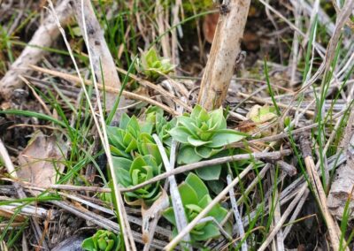 A close-up view shows several green plants with pointed leaves arranged in tight rosettes. The leaf surfaces appear smooth and slightly thickened, suggesting a succulent-like texture. These rosettes are surrounded by dry grass, twigs, and patches of moss on uneven ground. The setting appears unmanaged, with mixed organic debris and low vegetation density.