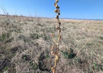 A dry, grassy field is shown under a clear blue sky. In the foreground, a tall, dried plant stem stands upright, bearing multiple seed pods or desiccated floral structures. The surrounding vegetation is sparse, with low grasses and minimal ground cover. The background reveals an open plain with no visible trees or built features, suggesting a prairie or grassland environment. The image highlights the structural persistence of plant material from a previous season, without implying aesthetic value.