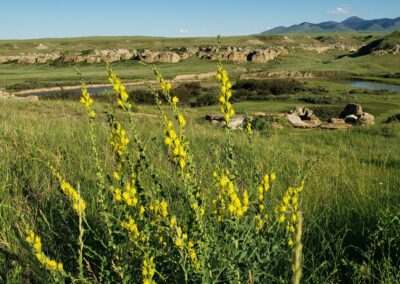 A cluster of tall yellow flowers stands prominently in the foreground of a broad landscape. The flowers are arranged along upright stalks, with multiple blooms spaced vertically and surrounded by narrow green leaves. Beyond the flowers, the terrain stretches into grassy plains interspersed with rocky outcrops and a gently flowing stream. Rolling hills and distant mountains rise under a clear blue sky, framing the scene with depth and openness.