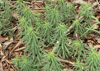 A patch of green plants is growing on a forest floor scattered with dry leaves and twigs. Each plant has narrow, elongated leaves arranged in a whorled pattern around upright stems. The foliage appears soft in texture, and the stems are slender and evenly spaced. The surrounding area shows no signs of cultivation, suggesting a naturally occurring growth within a shaded woodland setting. The image emphasizes the leaf arrangement and the quiet density of forest floor vegetation.