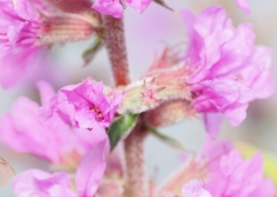 A flowering plant with vibrant pink blossoms is shown in close-up. The flowers are clustered along a central stem covered in fine hairs. Each bloom has multiple petals and visible stamens with red and yellow tips. The background is softly blurred, with green foliage and similar weeds faintly visible.