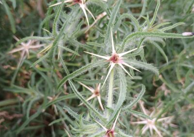 A close-up view shows a densely packed plant with long, narrow green leaves and prominent star-shaped structures. These structures have pointed tips radiating outward from a central point, creating a spiky, symmetrical appearance. The plant occupies most of the frame, with multiple instances of these features visible throughout. The background is filled with similar vegetation, suggesting an unmanaged outdoor setting.